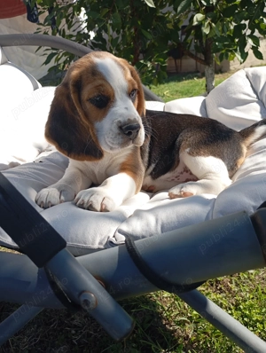 Cățelușa rasa beagle tricolor - imagine 2
