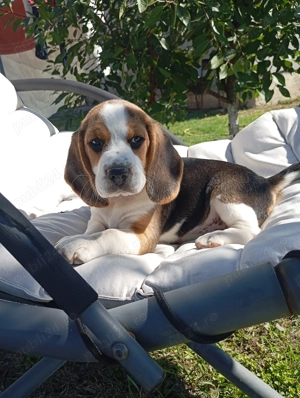 Cățelușa rasa beagle tricolor