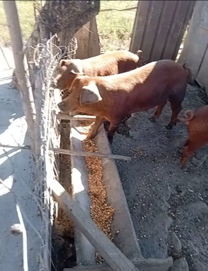 Scrofite duroc  5 luni 