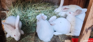 iepuri marele alb - imagine 3