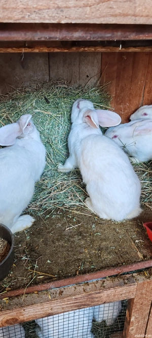 iepuri marele alb - imagine 5