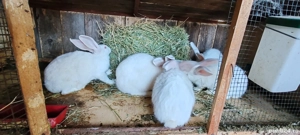 iepuri marele alb - imagine 2