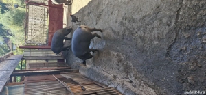 Vând porci bazna pentru Crăciun sau mai repede crescuți bio cu greutatea între 100si250kg mai multe  - imagine 2