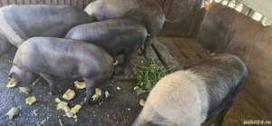 Vând porci bazna pentru Crăciun sau mai repede crescuți bio cu greutatea între 100si250kg mai multe  - imagine 4
