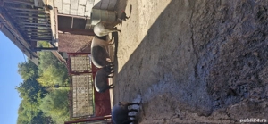 Vând porci bazna pentru Crăciun sau mai repede crescuți bio cu greutatea între 100si250kg mai multe  - imagine 3