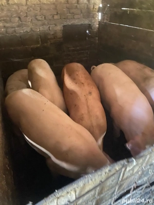 Porci de vanzare, rasa mixta, intre 100-200 kg