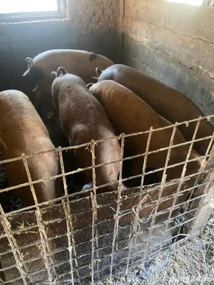 Porci de vanzare, rasa mixta, intre 100-200 kg - imagine 3