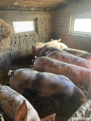 Porci de vanzare, rasa mixta, intre 100-200 kg - imagine 4