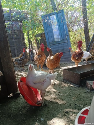 Pui de carne 50lei bucata 