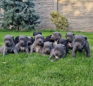 Vand American Bully xl