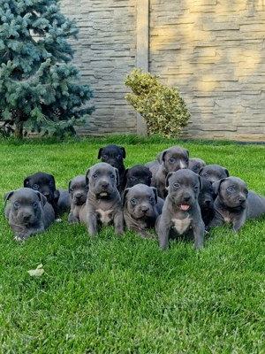 Vand American Bully xl  - imagine 3