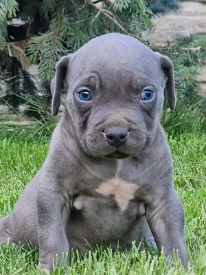 Vand American Bully xl  - imagine 2