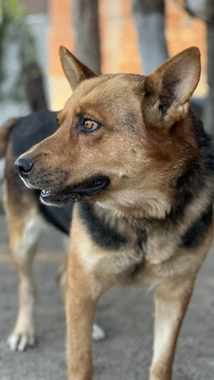 Pui de ciobănesc-german disponibil pentru rezervare - imagine 5