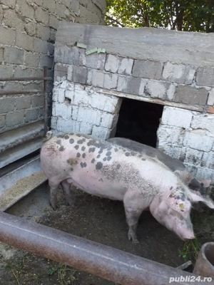 Purcei si porci mari - imagine 5 Purcei si porci mari - imagine 5