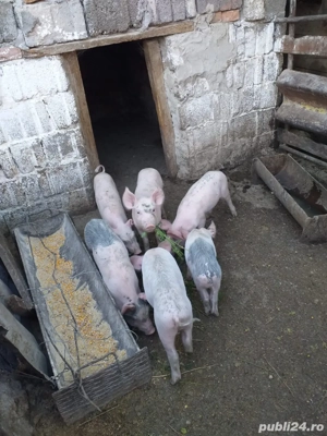 Purcei si porci mari - imagine 4 Purcei si porci mari - imagine 4