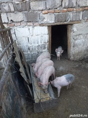 Purcei si porci mari - imagine 3 Purcei si porci mari - imagine 3