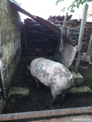 Purcei si porci mari - imagine 2 Purcei si porci mari - imagine 2