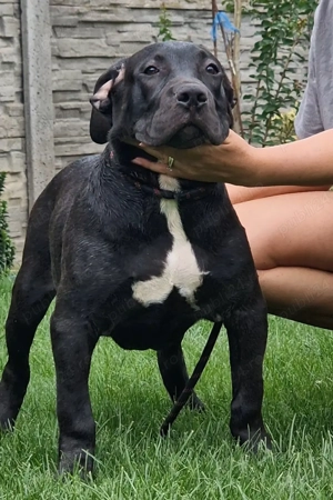 Vand American Bully xl - imagine 2