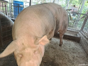 porc de vanzare - imagine 2