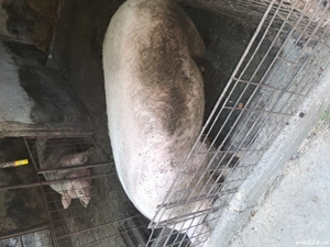 porc de vanzare - imagine 3