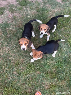 Cățeluși Beagle  - imagine 2