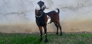 Tap Anglo Nubian - imagine 2 Tap Anglo Nubian - imagine 2