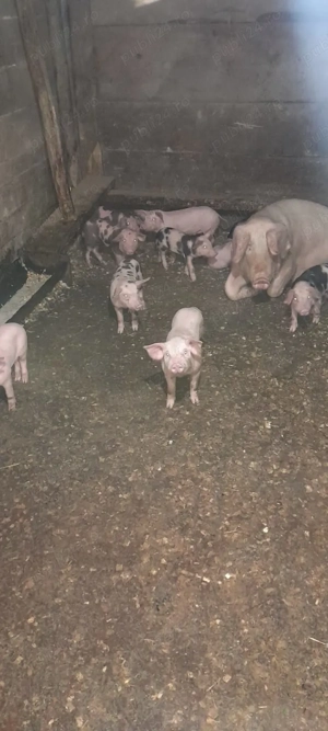 Porci mari și purcei de vanzare. - imagine 3