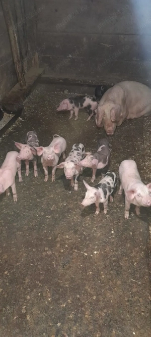 Porci mari și purcei de vanzare. - imagine 4