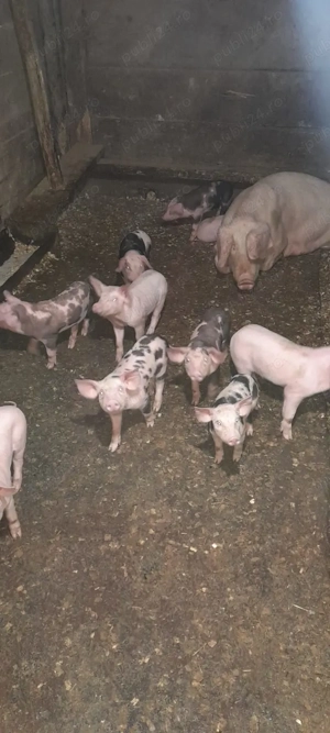 Porci mari și purcei de vanzare. - imagine 2