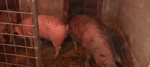 Porci mari și purcei de vanzare.