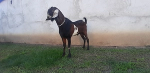 Tap Anglo Nubian - imagine 3 Tap Anglo Nubian - imagine 3