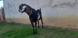 Tap Anglo Nubian - imagine 4 Tap Anglo Nubian - imagine 4