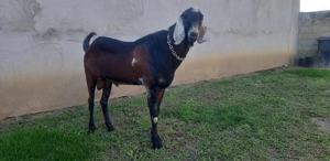 Tap Anglo Nubian - imagine 5 Tap Anglo Nubian - imagine 5