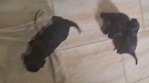 Căței Maltipo  - imagine 2 Căței Maltipo  - imagine 2