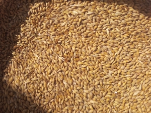 Porumb orz grau - imagine 5