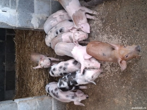 purcei 8 saptamani vaccinați mâncăcios 