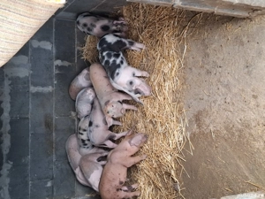 purcei 8 saptamani vaccinați mâncăcios  - imagine 2 purcei 8 saptamani vaccinați mâncăcios  - imagine 2