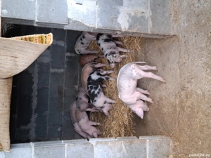 purcei 8 saptamani vaccinați mâncăcios  - imagine 3 purcei 8 saptamani vaccinați mâncăcios  - imagine 3