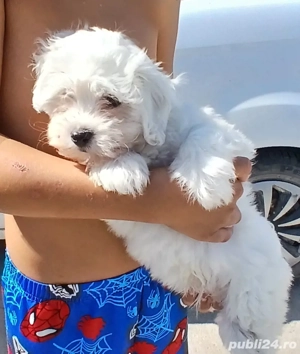 bichon maltese alb talie mica  - imagine 2 bichon maltese alb talie mica  - imagine 2