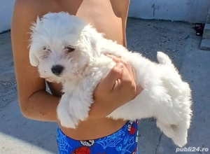 bichon maltese alb talie mica  - imagine 3 bichon maltese alb talie mica  - imagine 3