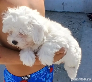 bichon maltese alb talie mica  - imagine 4 bichon maltese alb talie mica  - imagine 4