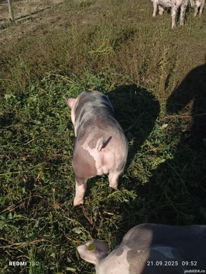 Purcei pietrean   pietrain pur  - imagine 4