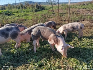 Purcei pietrean   pietrain pur  - imagine 5