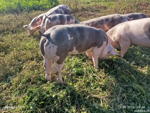 Purcei pietrean   pietrain pur  - imagine 2