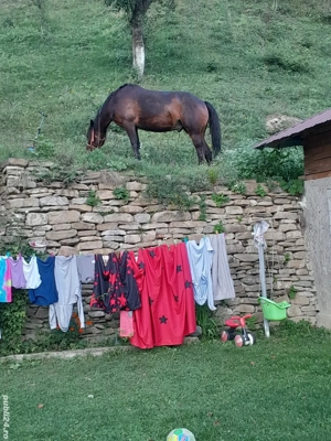 vand cal cuminte  detali in privat