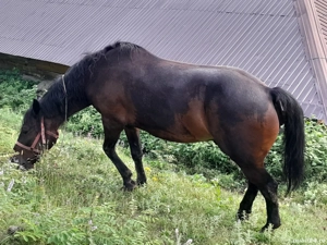 vand cal cuminte  detali in privat - imagine 2 vand cal cuminte  detali in privat - imagine 2