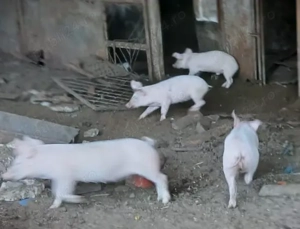 Purcei 10 săptămânii 20-30 kg - imagine 2 Purcei 10 săptămânii 20-30 kg - imagine 2