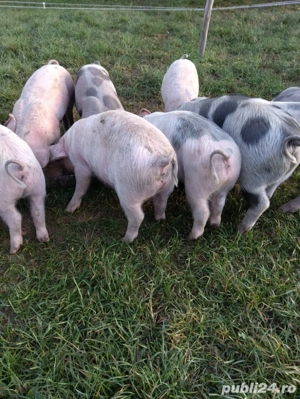 vand purcei  - imagine 3