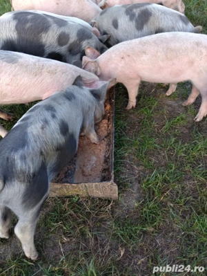 vand purcei  - imagine 2