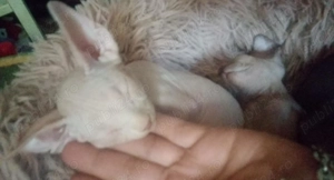 pisic sfinks - imagine 2 pisic sfinks - imagine 2